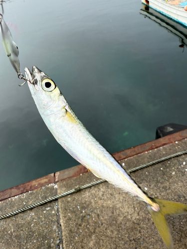 サバの釣果
