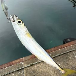 サバ