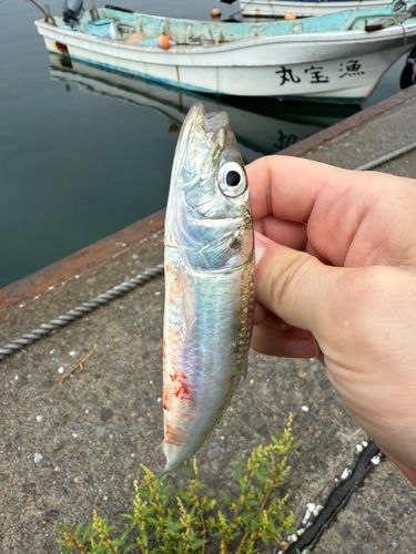 サバの釣果