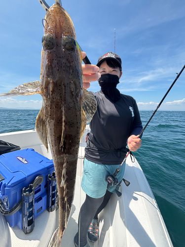 ワニゴチの釣果