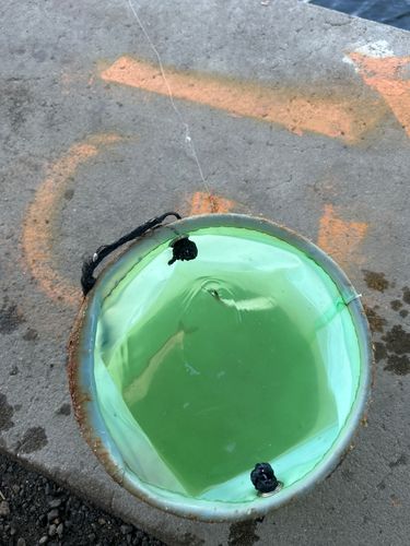 カタクチイワシの釣果