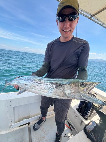 サゴシの釣果
