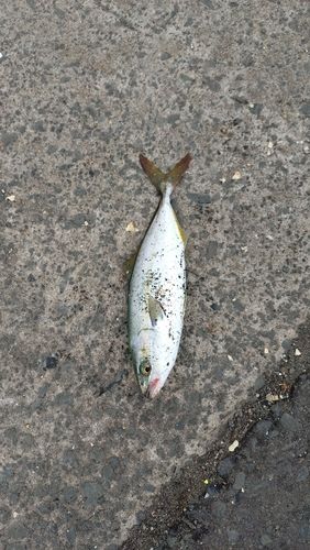 青森湾