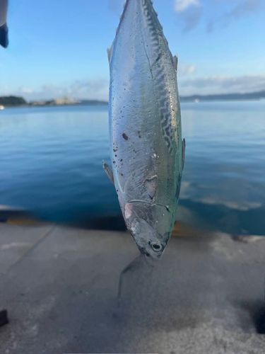 ヒラソウダの釣果