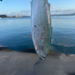 ヒラソウダ