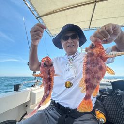 ウッカリカサゴ