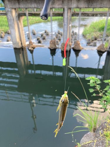 カワムツの釣果