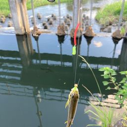 カワムツ