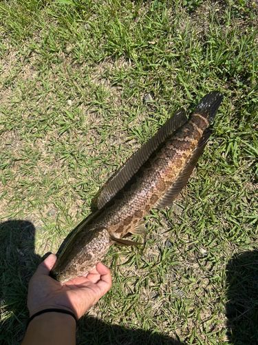 カムルチーの釣果