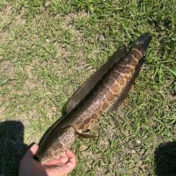 カムルチー