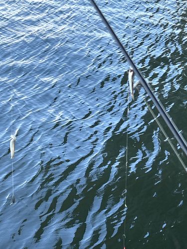 カタクチイワシの釣果