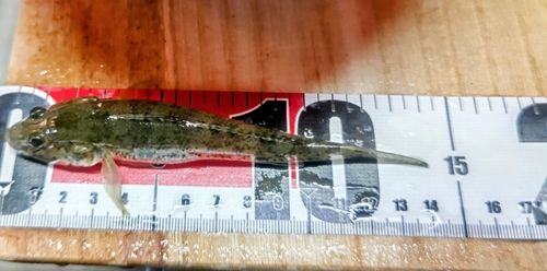 ハゼの釣果