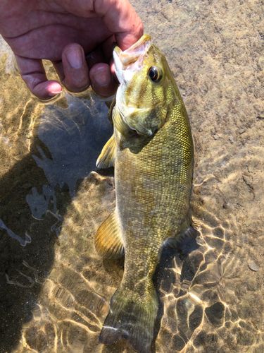 スモールマウスバスの釣果