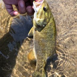 スモールマウスバス