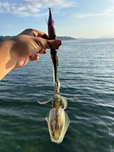 法花津湾