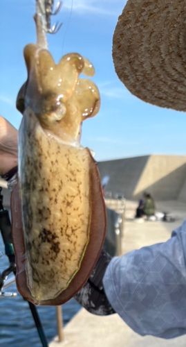 コウイカの釣果