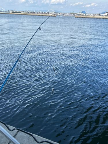 カタクチイワシの釣果
