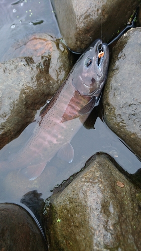 ニジマスの釣果