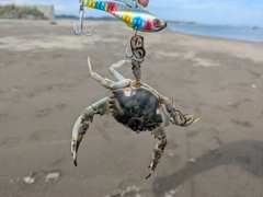 カニの釣果