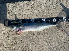 サゴシの釣果