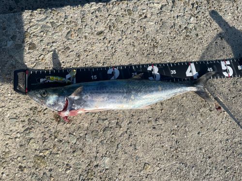 サゴシの釣果