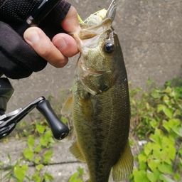 スモールマウスバス
