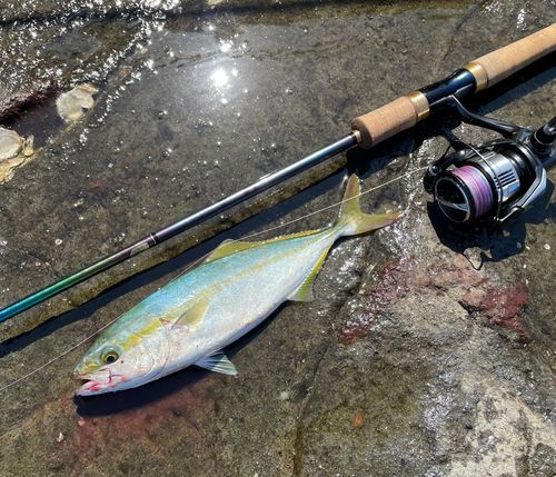 ワカシの釣果