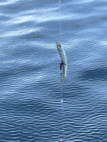カタクチイワシの釣果