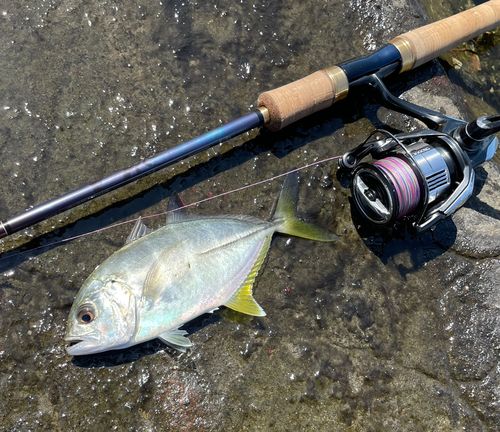 メッキの釣果