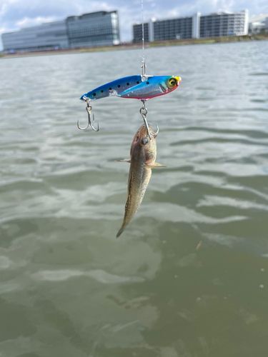 ハゼの釣果