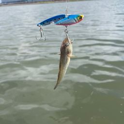 ハゼ