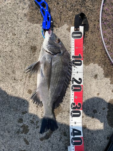ヘダイの釣果