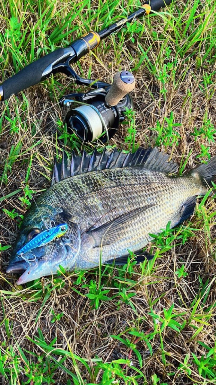 DAIWA 21モアザン ブランジーノ EX AGS 93L/M-Sの最安値