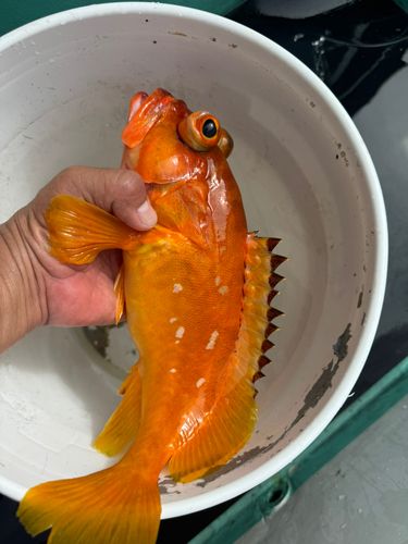 太平洋