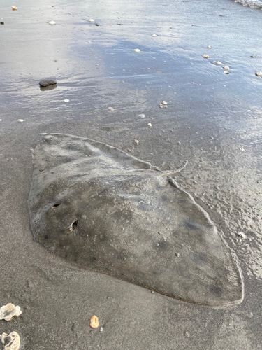 三浦海岸