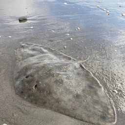 ツバクロエイ