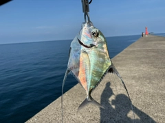 イトヒキアジの釣果