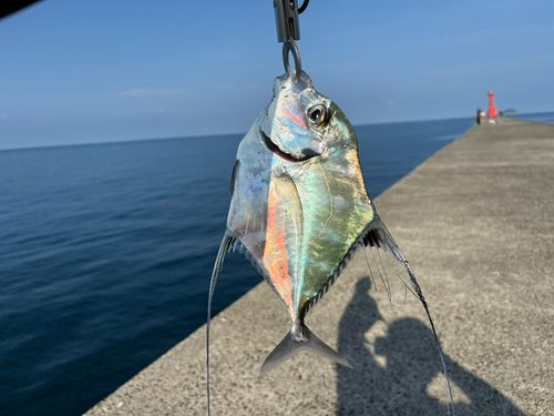 イトヒキアジの釣果