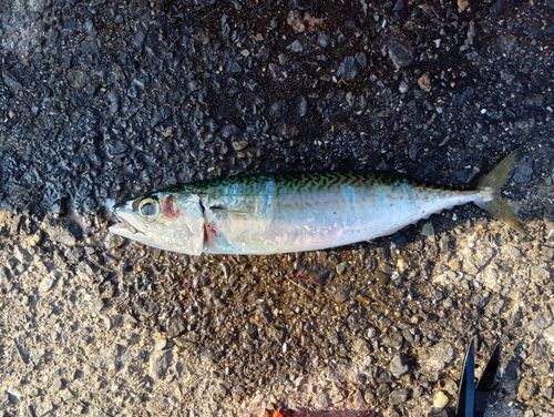 サバの釣果