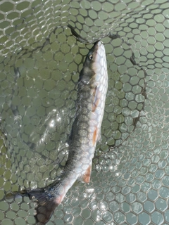 マルタウグイの釣果