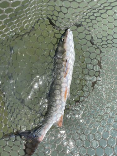 マルタウグイの釣果