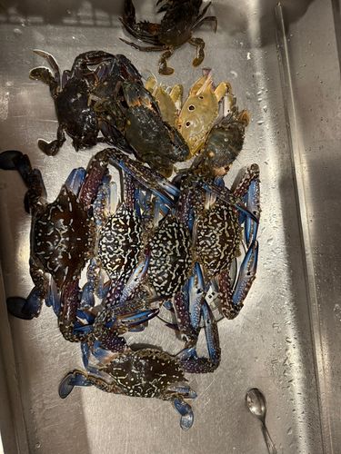 タイワンガザミの釣果