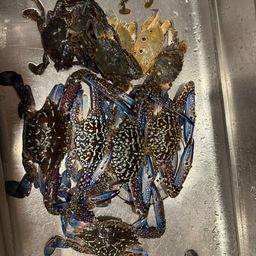 タイワンガザミ