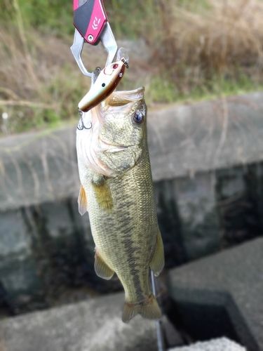 ハゼの釣果