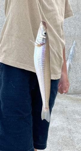 キスの釣果