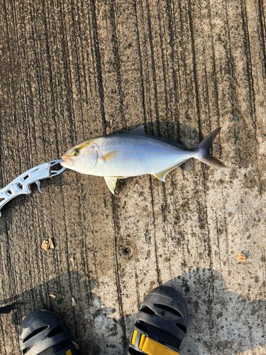 ネリゴの釣果