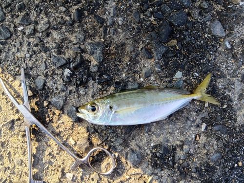 マアジの釣果