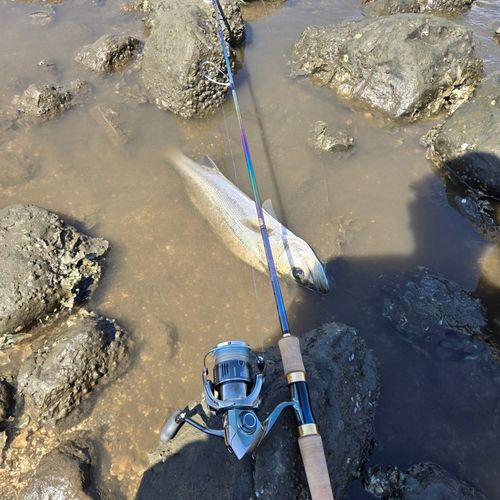 フッコ（マルスズキ）の釣果