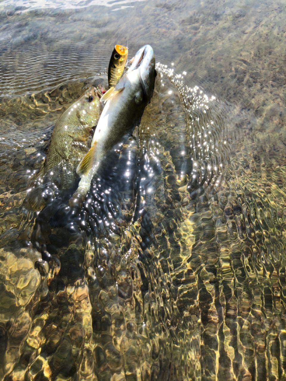 スモールマウスバス