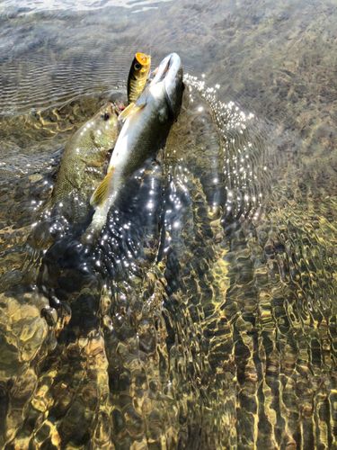 スモールマウスバスの釣果